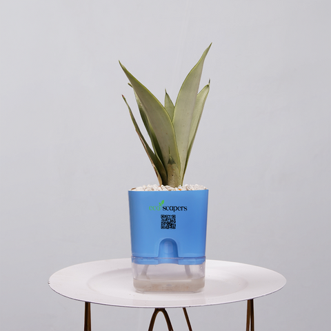 Sansevieria Moonlight