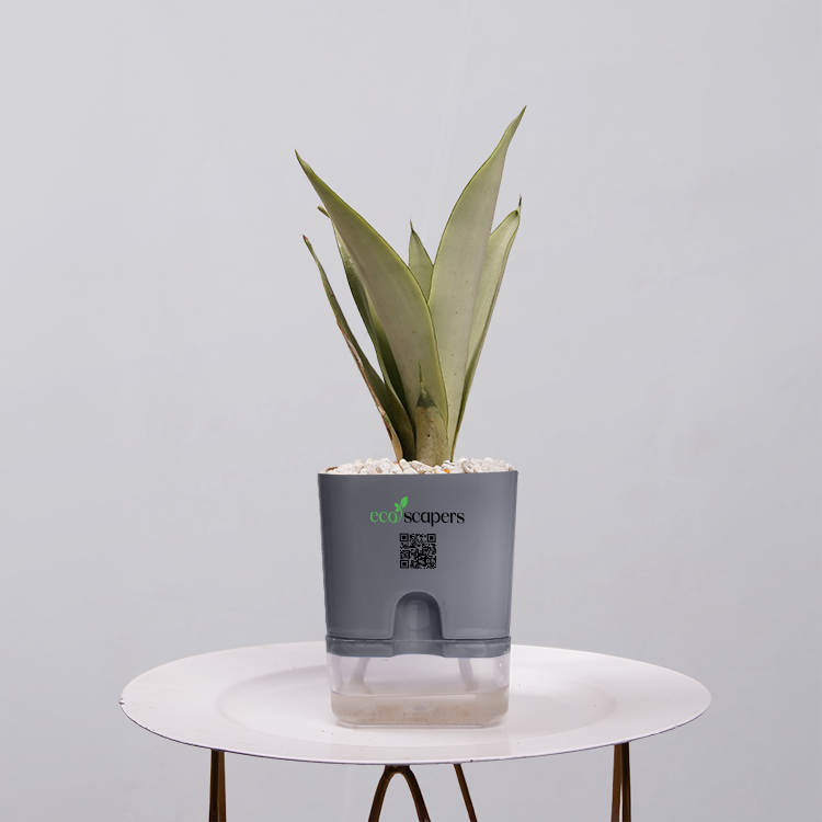 Sansevieria Moonlight