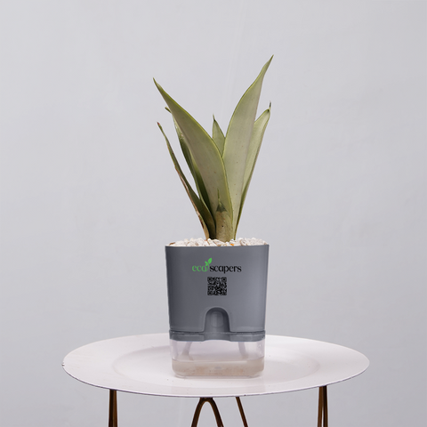 Sansevieria Moonlight