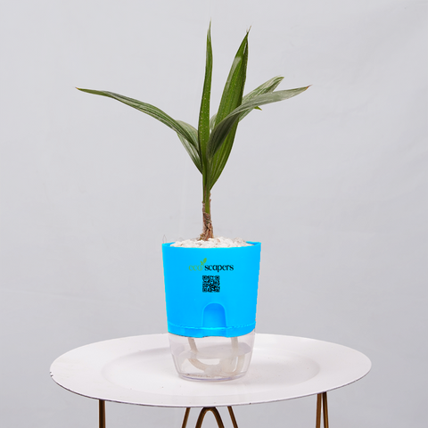 Coconut Palm Seedling