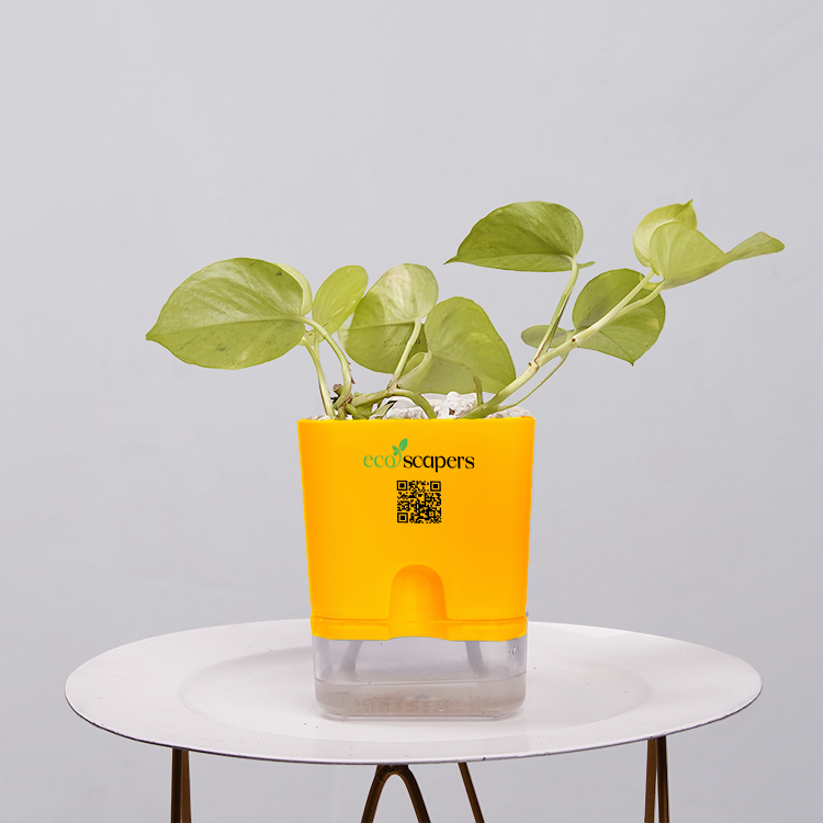 Money Plant Neon