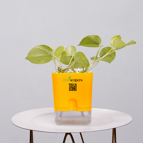 Money Plant Neon