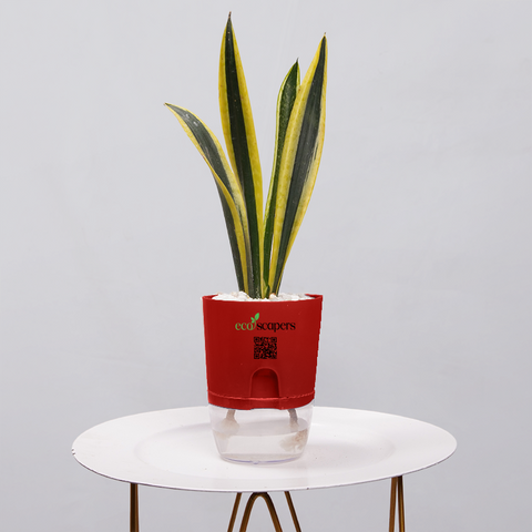 Snake Plant Dwarf Thai