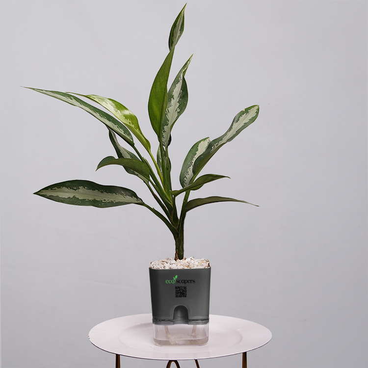 Aglaonema Chinese Evergreen