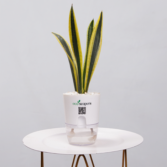 Snake Plant Dwarf Thai 750