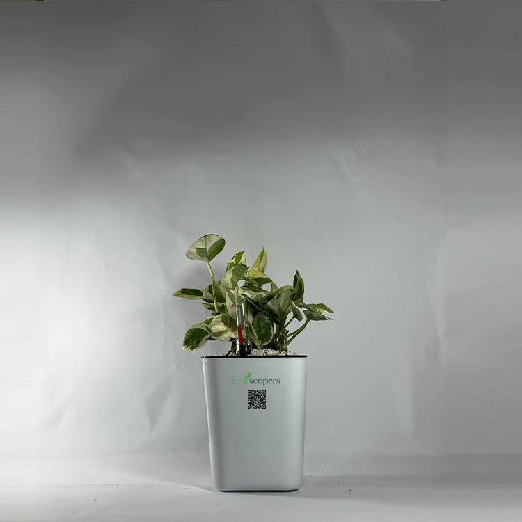 Shefflera (Umbrella Plant)