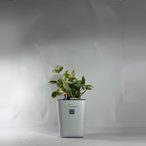 Shefflera (Umbrella Plant)