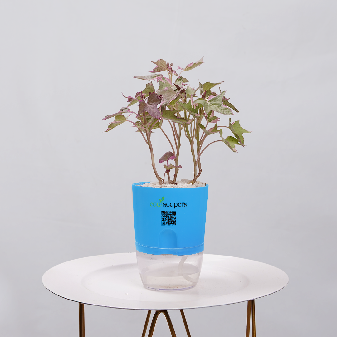 Sweet Potato Vine