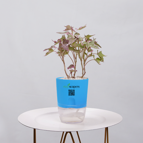 Sweet Potato Vine
