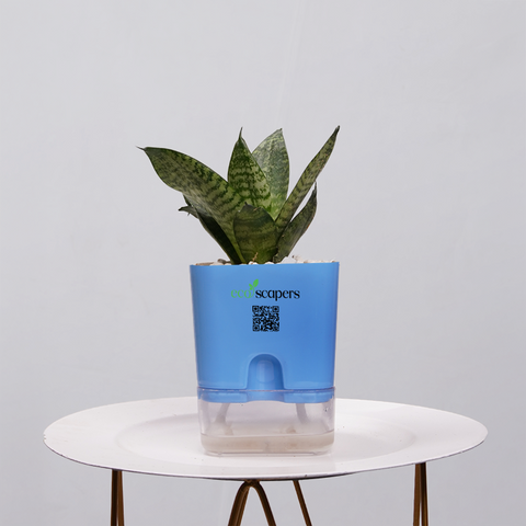 Snake Plant Bird’s Nest (Sansevieria Hahnii)