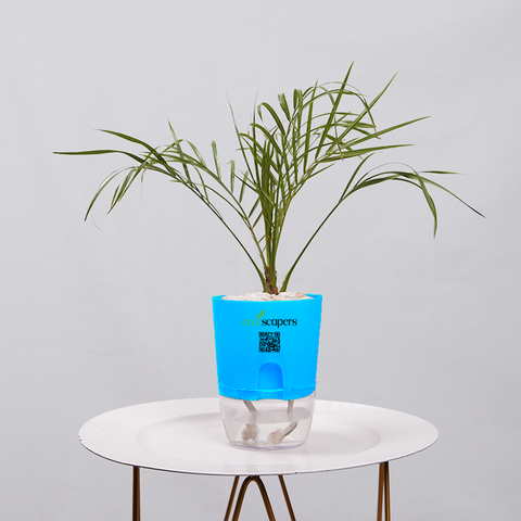 Areca  Golden Cane Palm