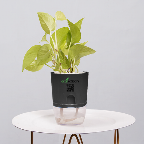 Money Plant Neon