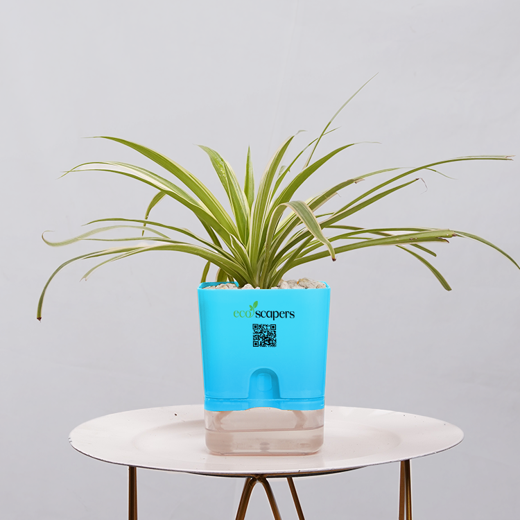 Dracaena marginata Madagascar multicolour