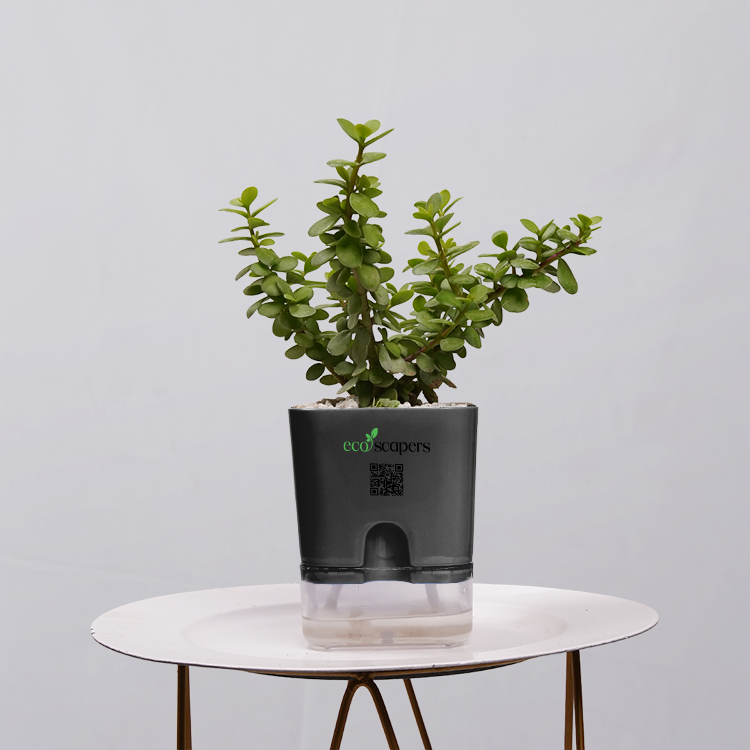 Jade Plant (Crassula ovata)