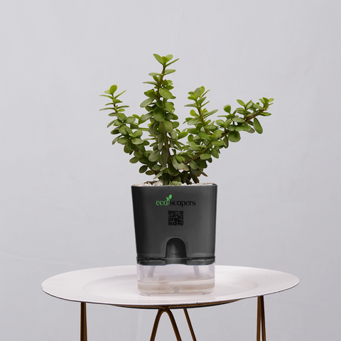Jade Plant (Crassula ovata)