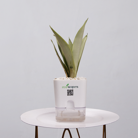 Sansevieria Moonlight