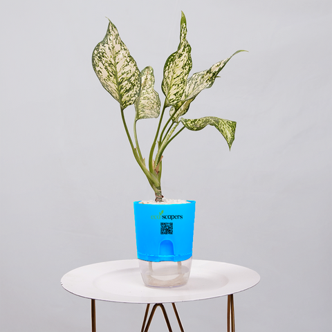 Aglaonema Chinese Evergreen