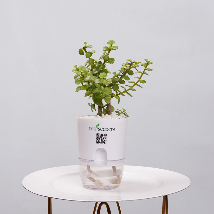 Jade Plant (Crassula ovata)
