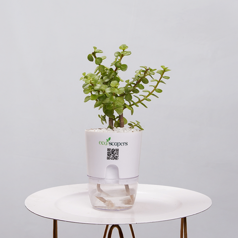 Jade Plant (Crassula ovata)