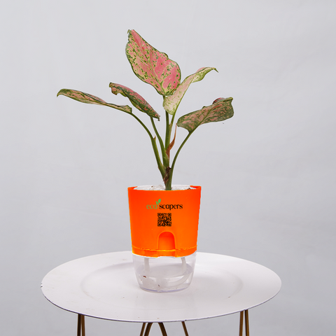 Aglaonema pink lipstick