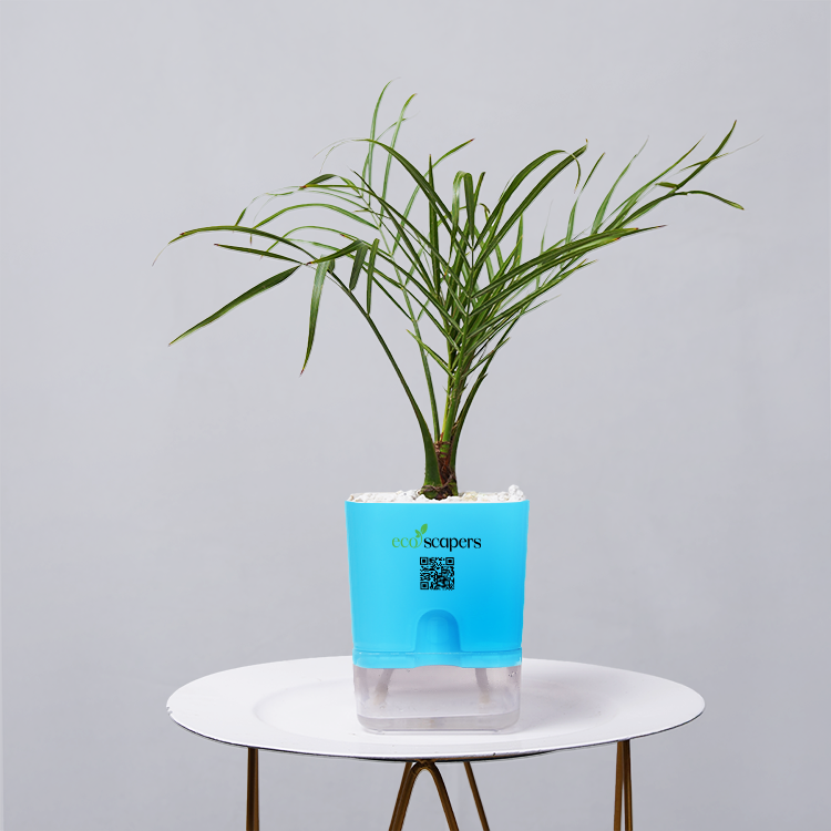 Areca  Golden Cane Palm