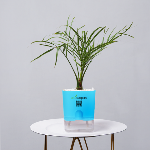 Areca  Golden Cane Palm