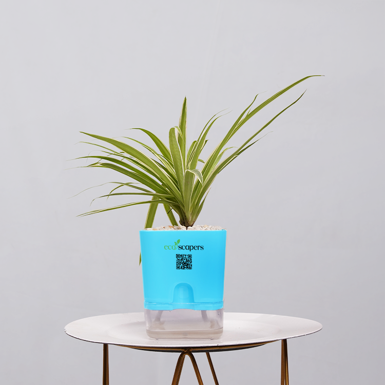 Spider Plant (Chlorophytum comosum)