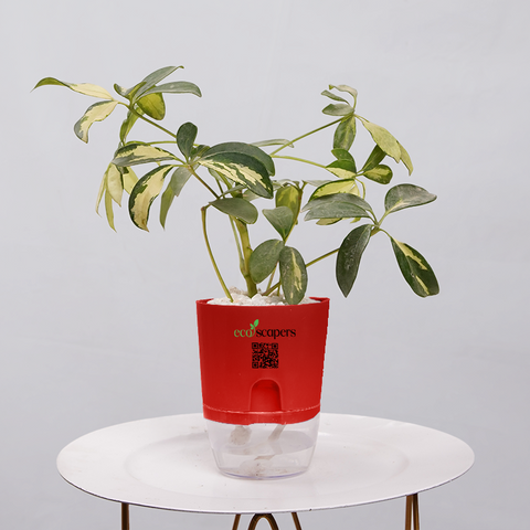 Shefflera (Umbrella Plant)