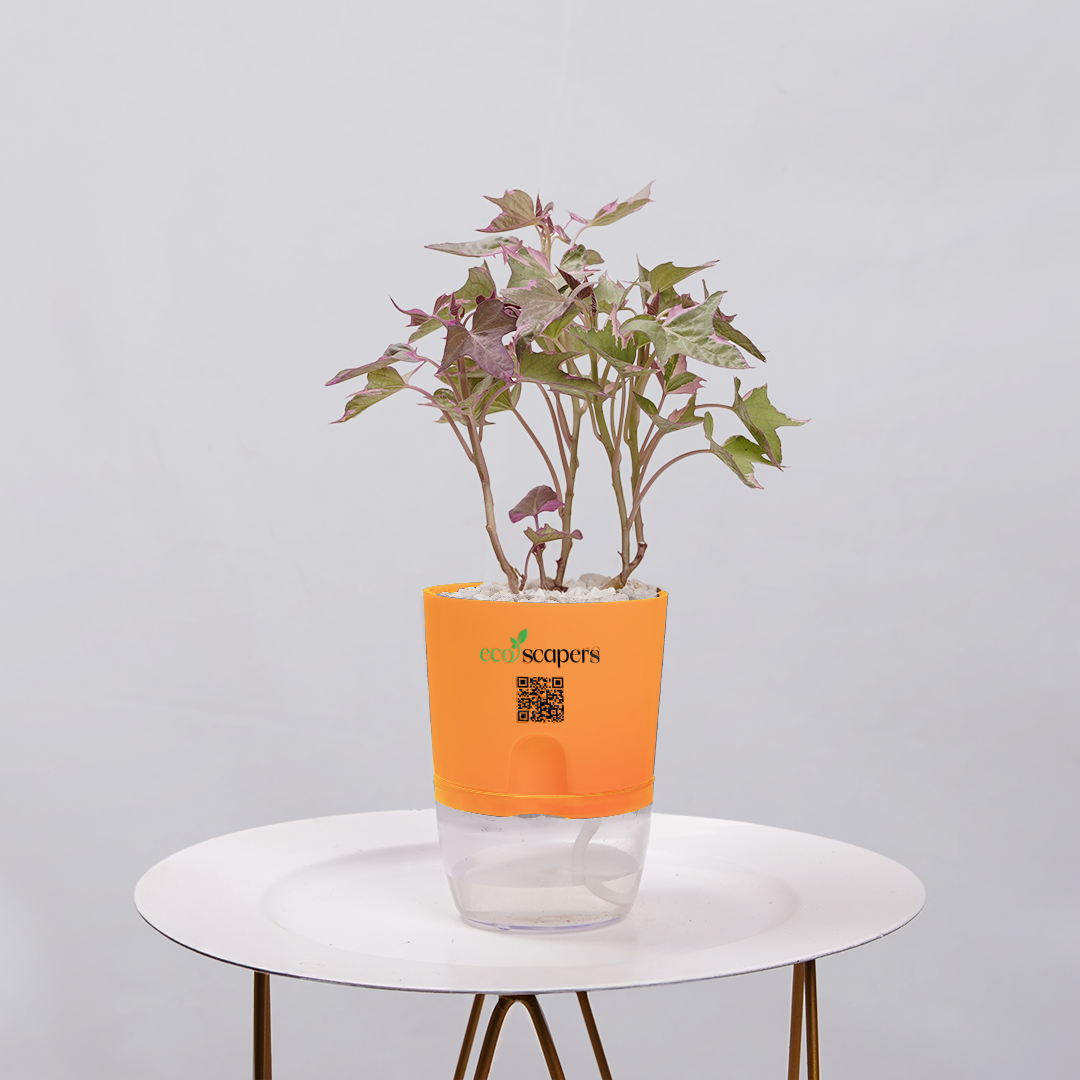 Sweet Potato Vine