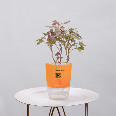 Sweet Potato Vine