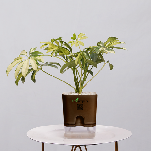 Shefflera (Umbrella Plant)