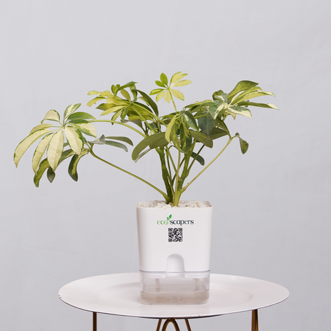 Shefflera (Umbrella Plant)