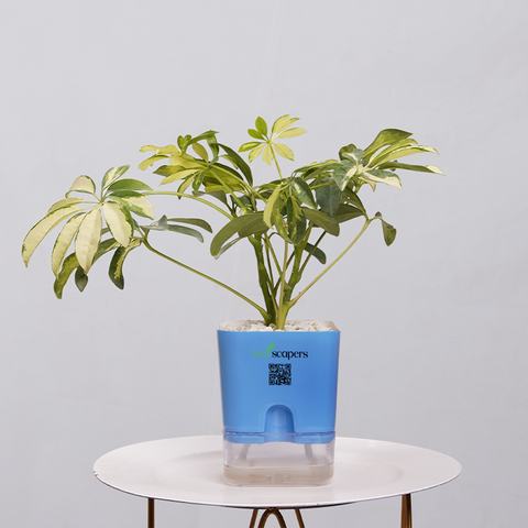 Shefflera (Umbrella Plant)