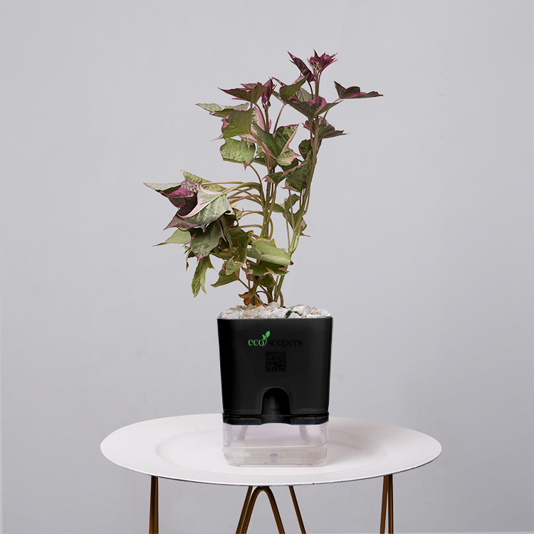 Sweet Potato Vine