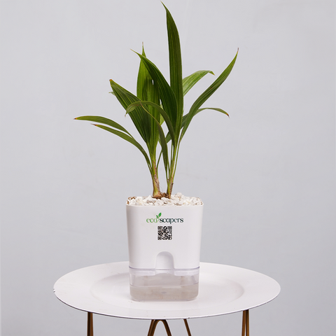 Coconut Palm Seedling