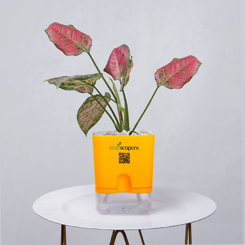 Aglaonema pink lipstick