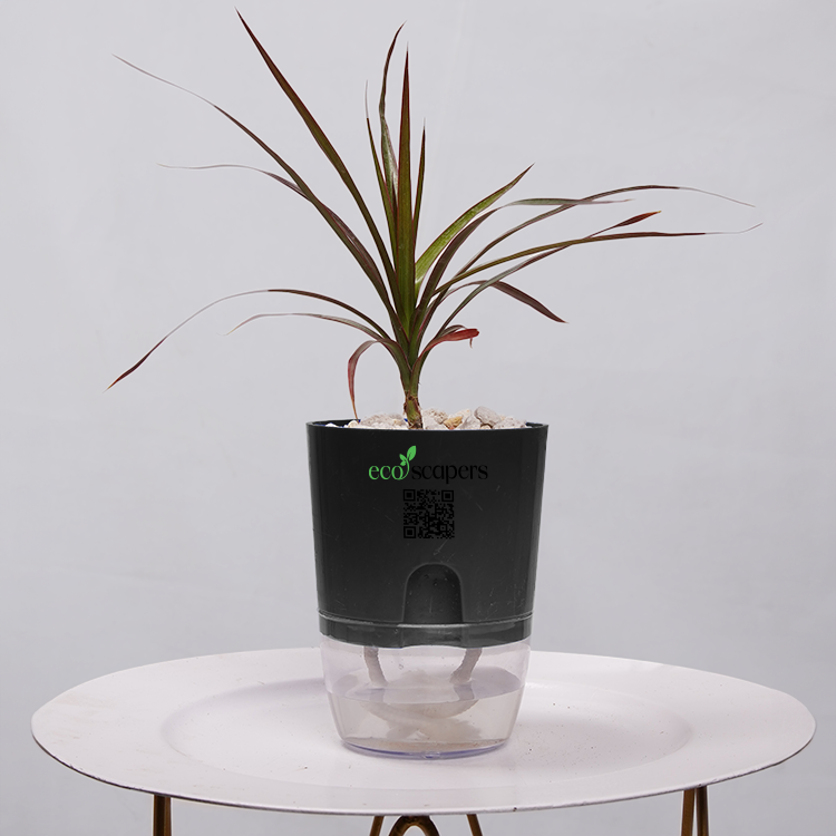 Dracaena Marginata (Dragon Tree)