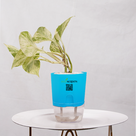 Money Plant Marble Queen