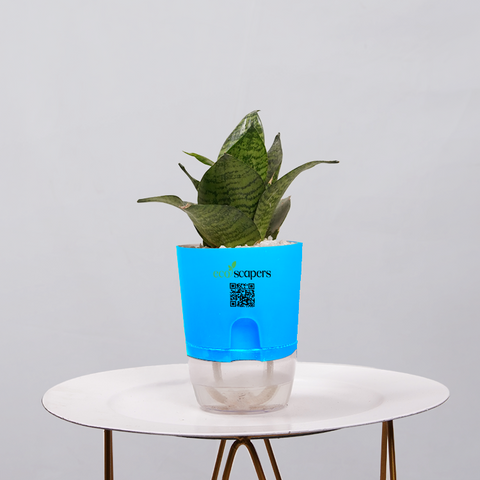 Snake Plant Bird’s Nest (Sansevieria Hahnii)