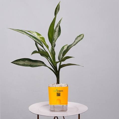 Aglaonema Chinese Evergreen