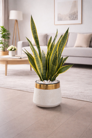 Snake Plant With Luxe Planter