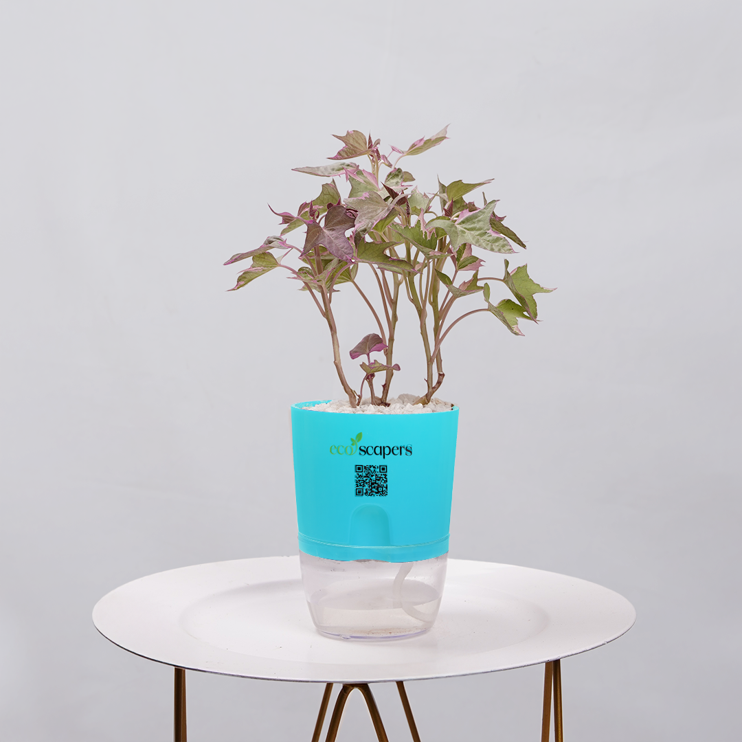 Sweet Potato Vine