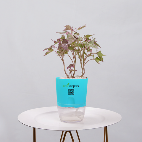 Sweet Potato Vine
