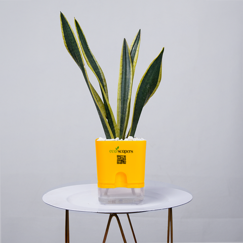 Snake Plant Dwarf Thai