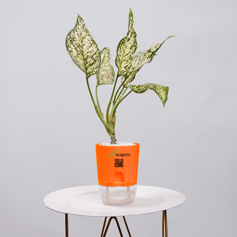 Aglaonema Snow white