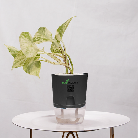 Money Plant Marble Queen