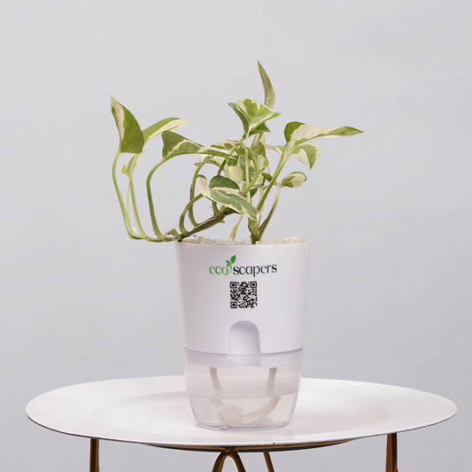 Money Plant Green (Pothos, Epipremnum aureum) 750