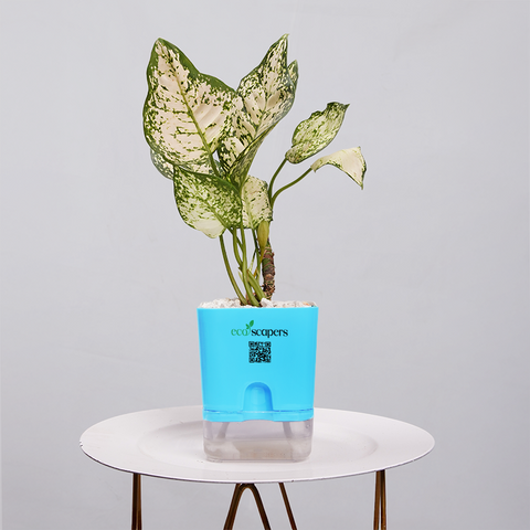 Aglaonema Chinese Evergreen