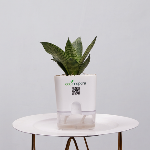 Snake Plant Bird’s Nest (Sansevieria Hahnii)