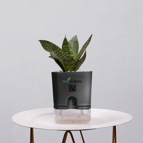 Snake Plant Bird’s Nest (Sansevieria Hahnii)